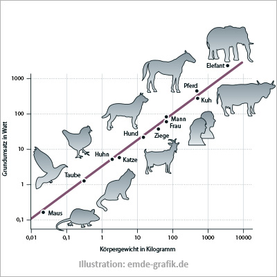 chart: weight of animals